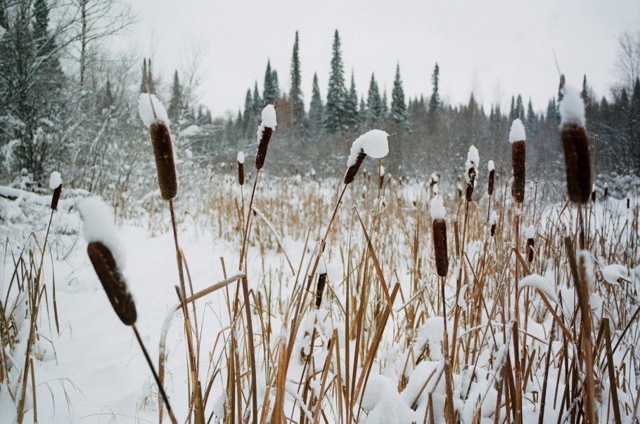 Рогоз зимой
