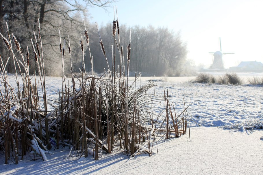 Камыши в снегу