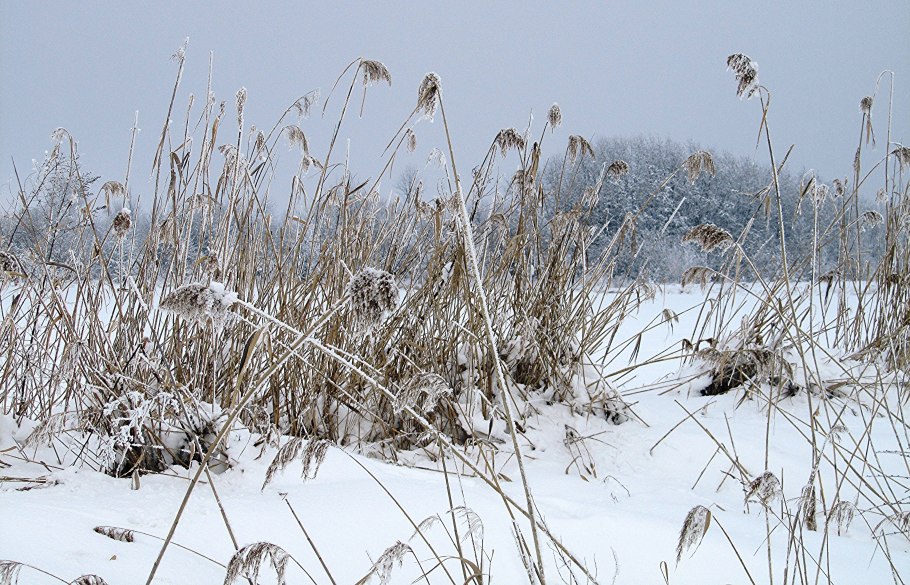 Камыши в снегу