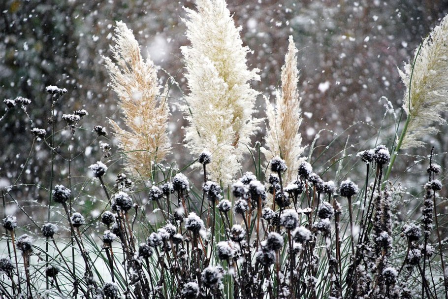 Камыши в снегу