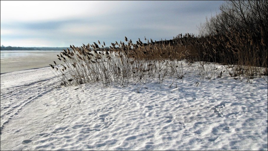 Камыши в снегу
