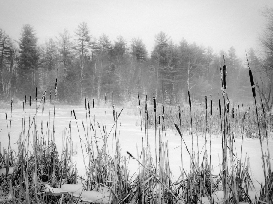 Камыши в снегу
