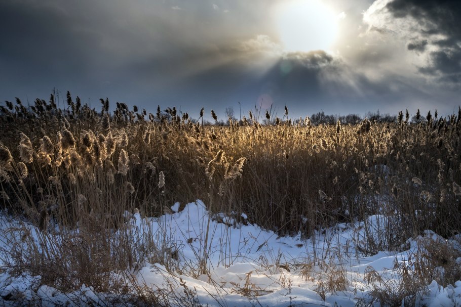 Камыш первые заморозки