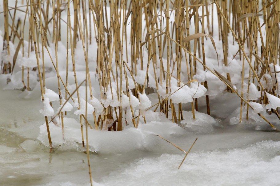 Черничник заснеженный