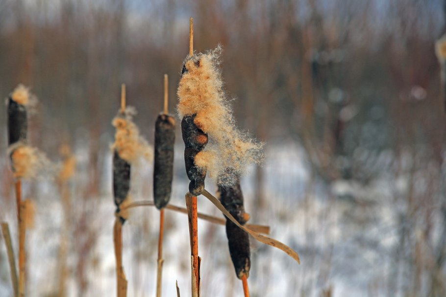 Берег покрытый инеем