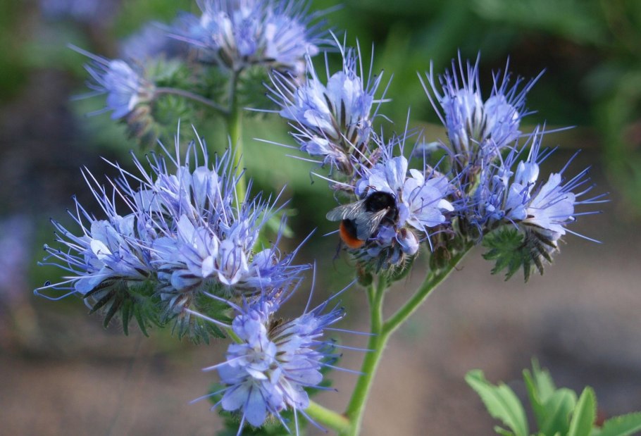 Фацелия пижмолистная сидерат