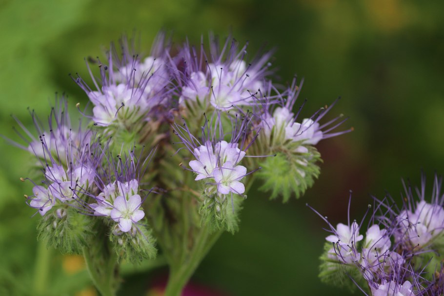 Фацелия рябинколистная