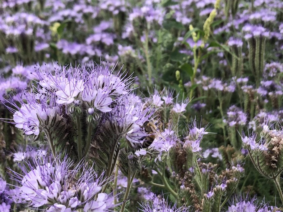 Фацелия колокольчатая голубая