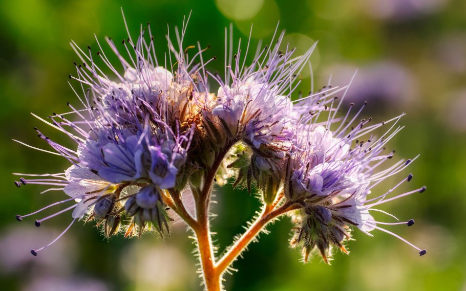 Трава сидерат фацелия