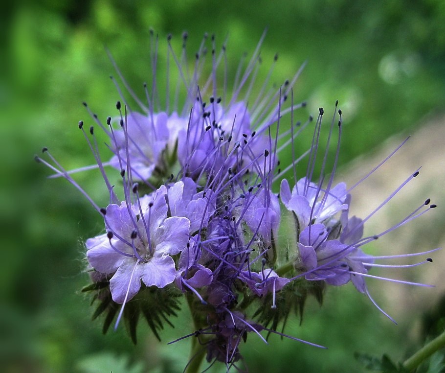 Фацелия пижмолистная цветы