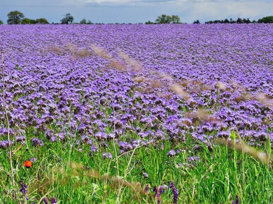 Растение фацелия медонос