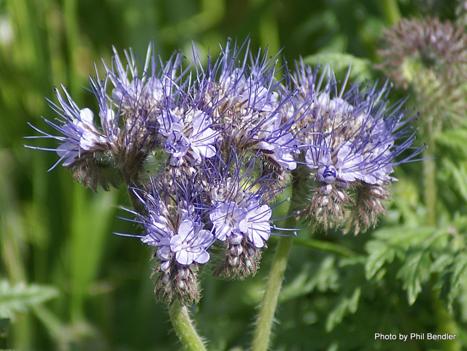 Фацелия серебристая