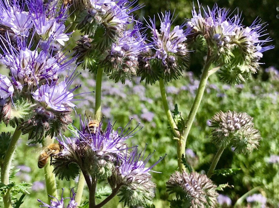 Фацелия пижмолистная Радуга