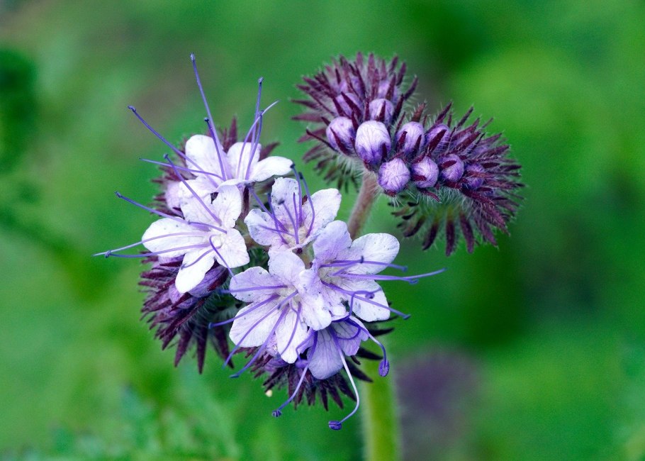 Фацелия пижмолистная Радуга