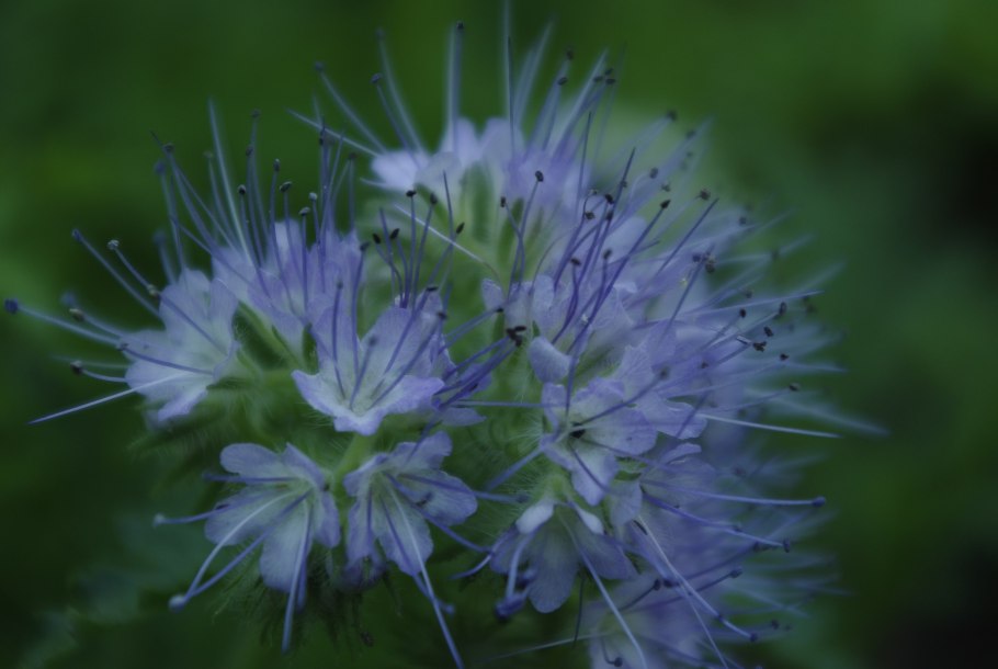 Фацелия пижмолистная Радуга