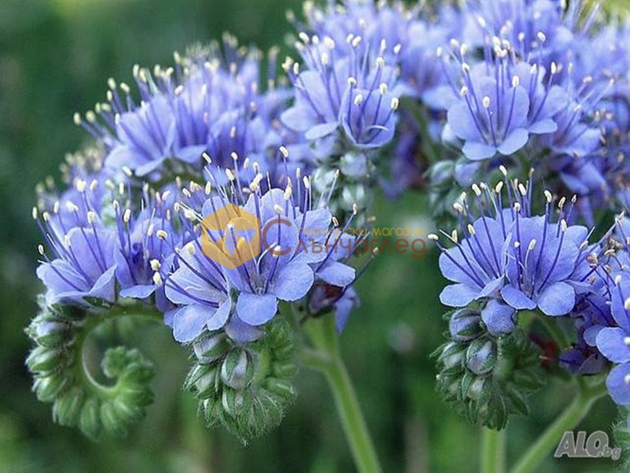 Фацелия пижмолистная