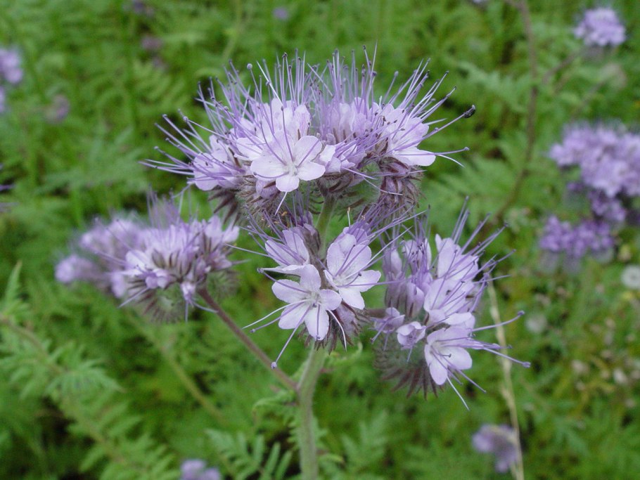 Фацелия цветок полевой