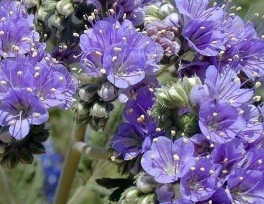 Фацелия рябинколистная