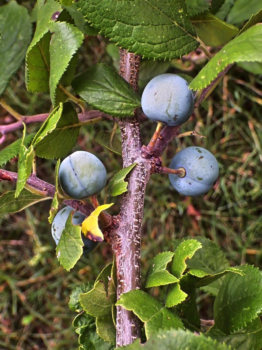 Терн дерево