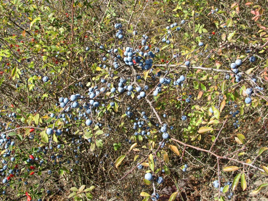 Терновник колючий кустарник