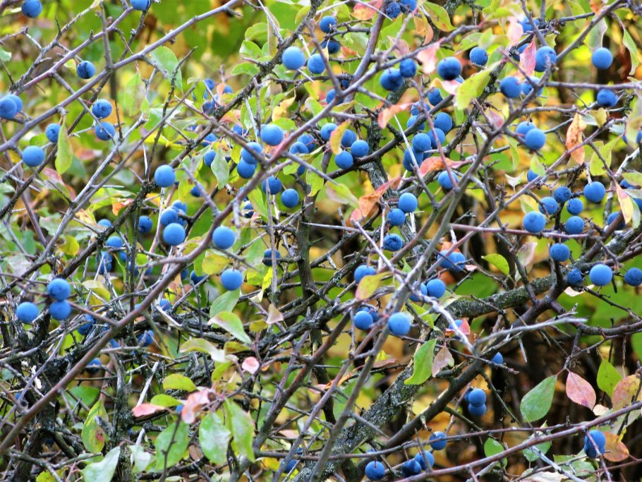 Слива колючая (Терн) (Prunus spinosa)