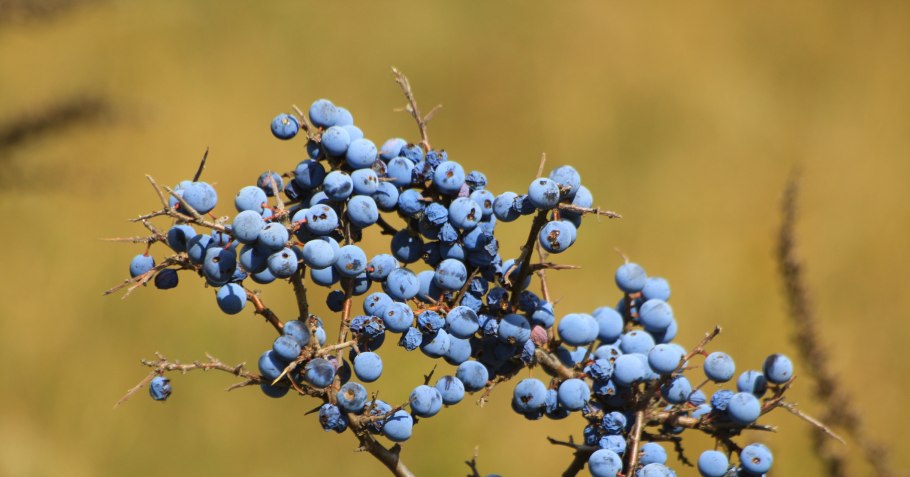 Слива колючая (Терн) (Prunus spinosa)