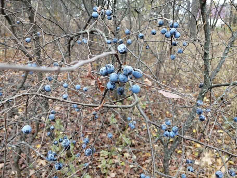 Спелый Терн