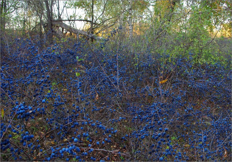 Тёрн Терновый куст