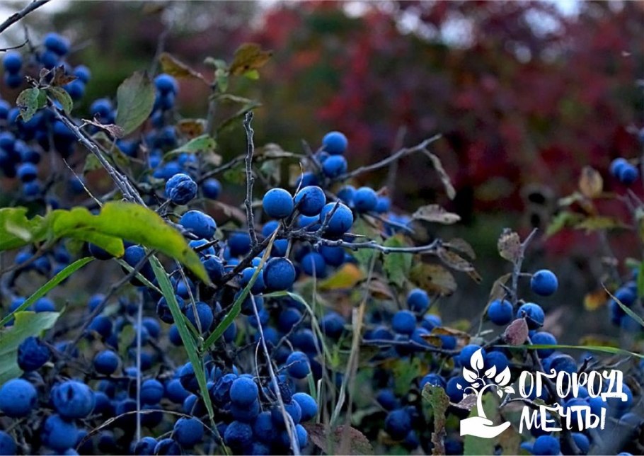 Слива колючая Терн