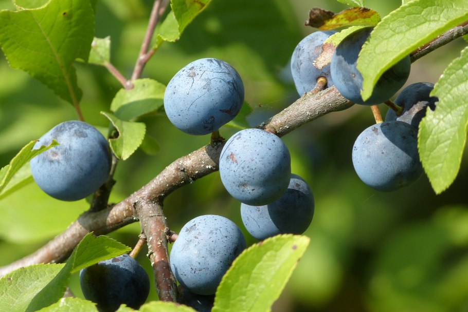 Терн Крымский