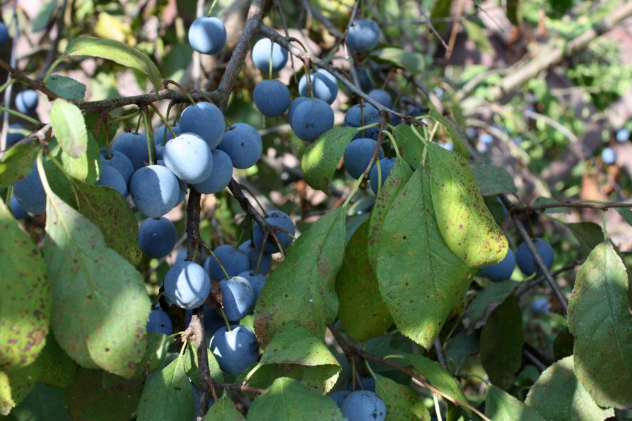 Тёрн обыкновенный