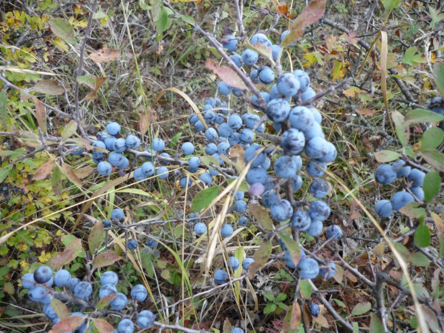 Терин ягода