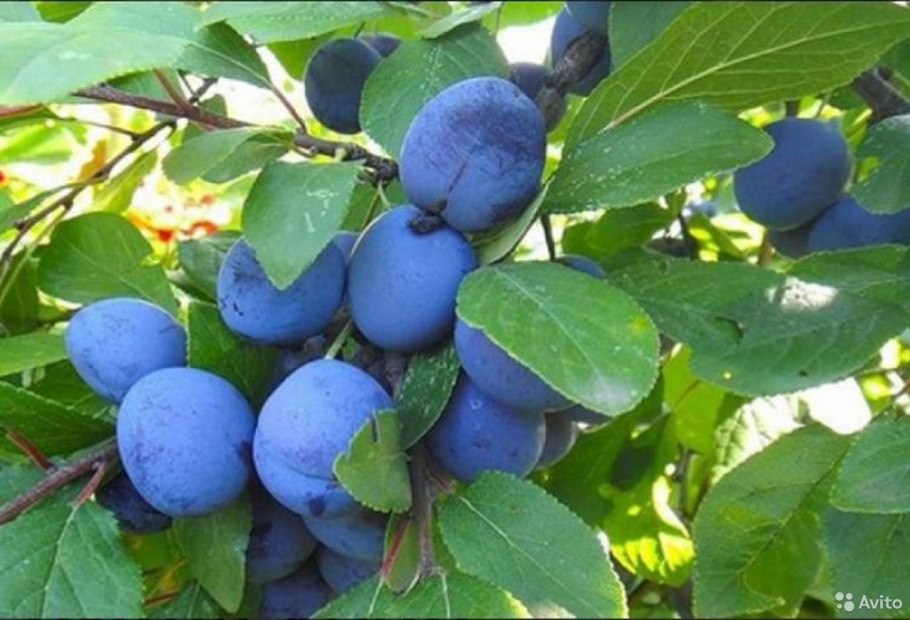 Слива Ренклод синий