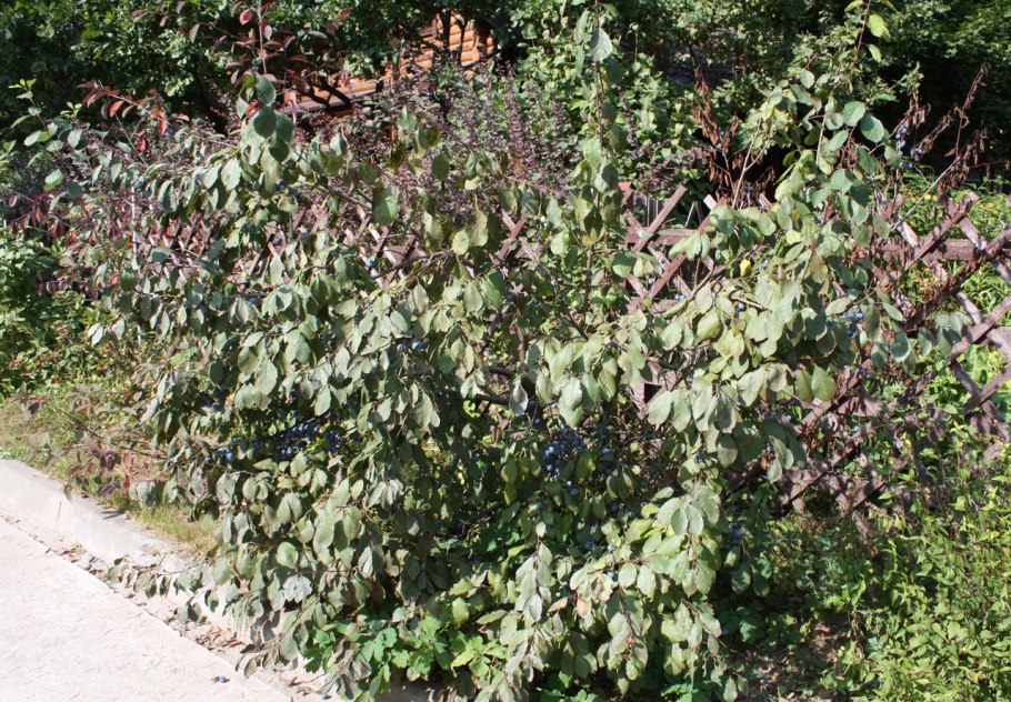 Терн кустарник как пересадить