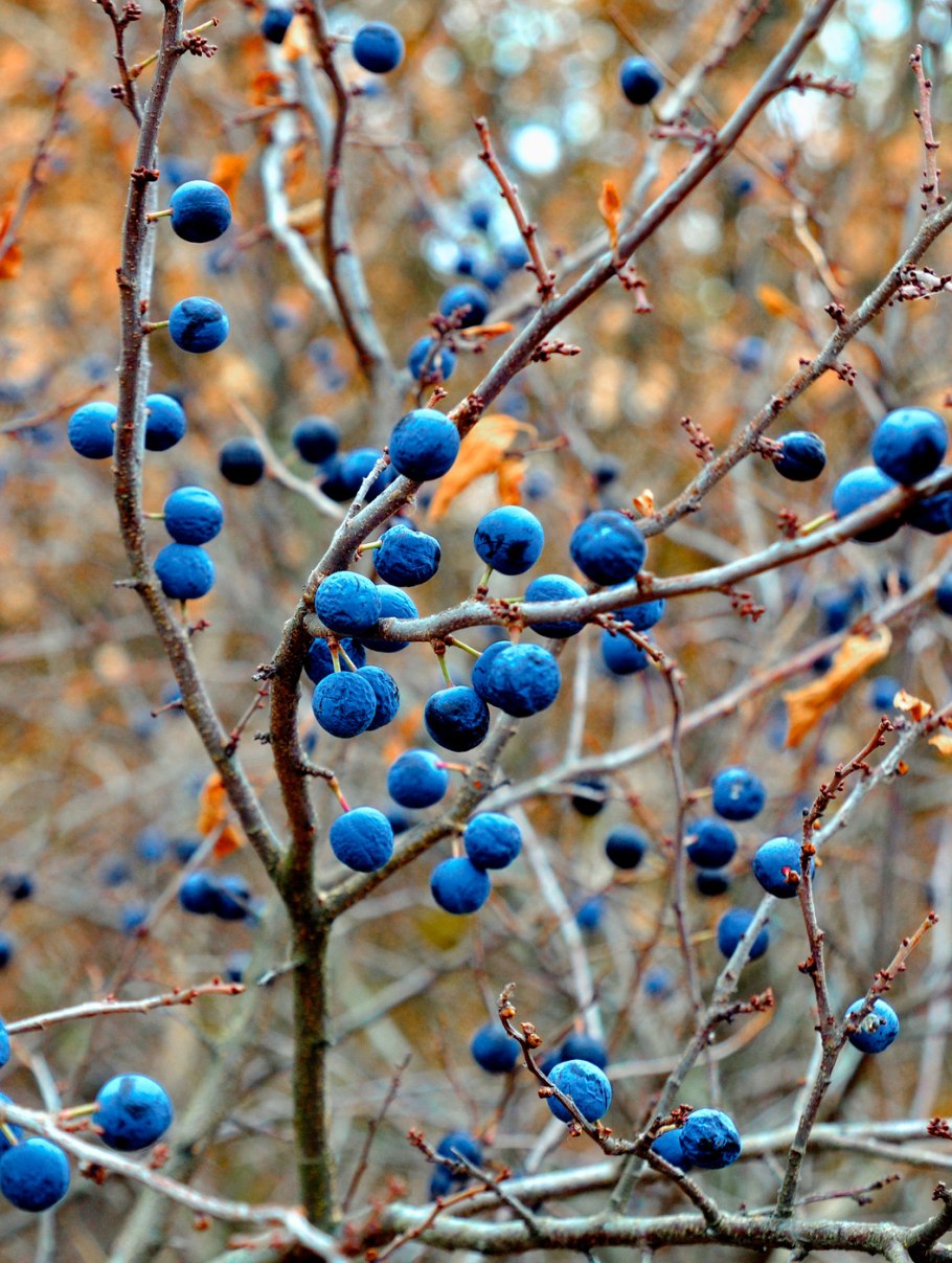 Терн Билясувар