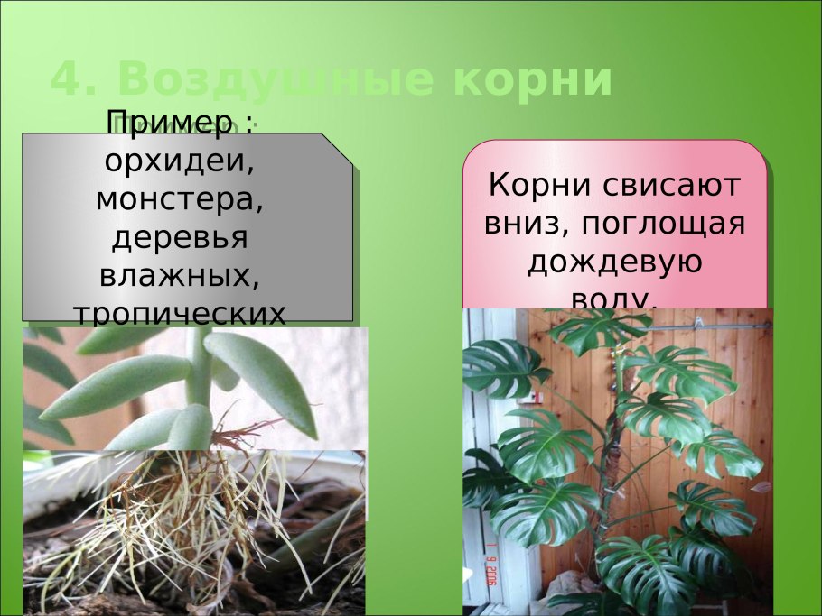 Эпифиты воздушные корни монстера