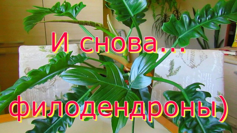 Сингониум лиановидный