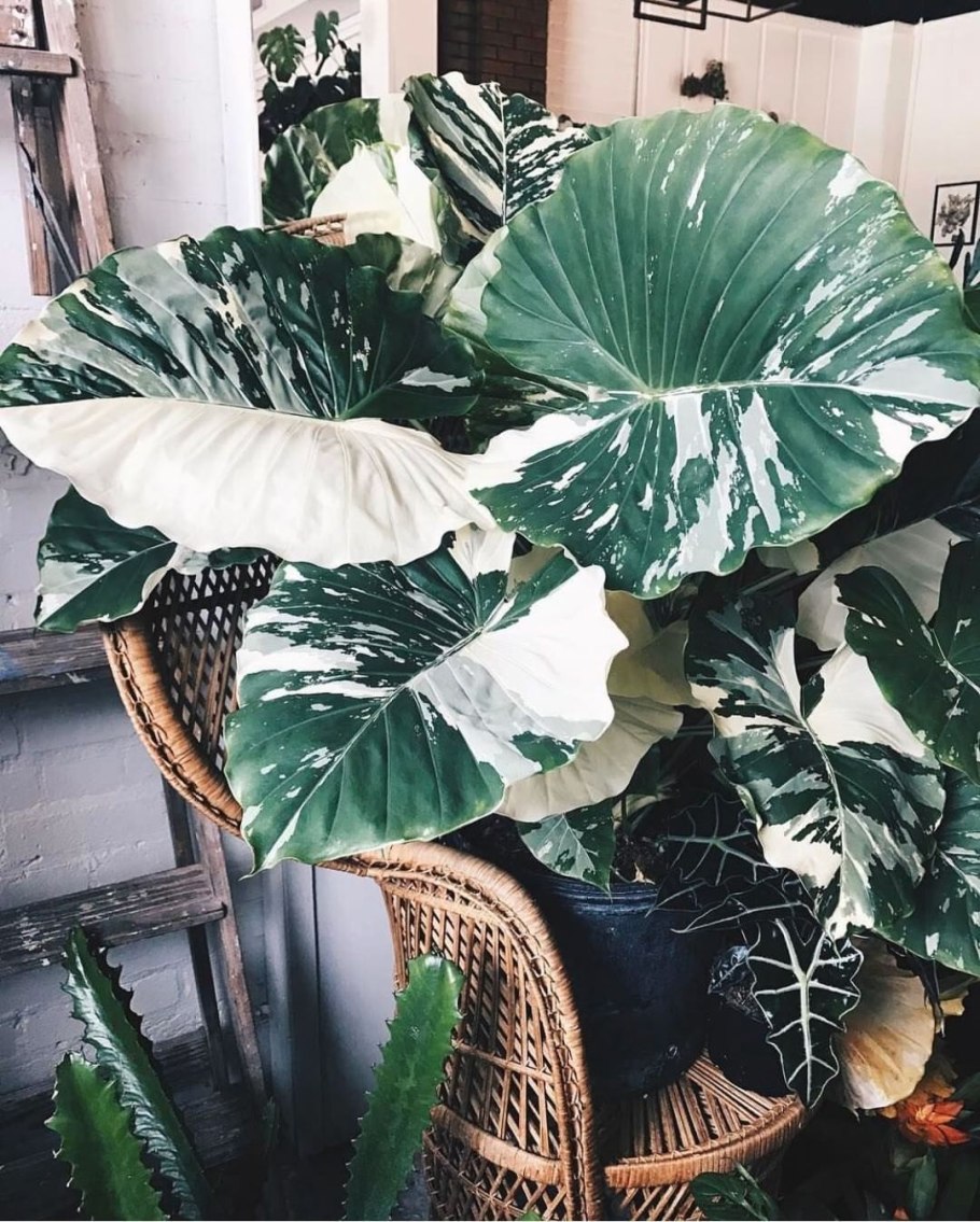 Alocasia macrorrhiza