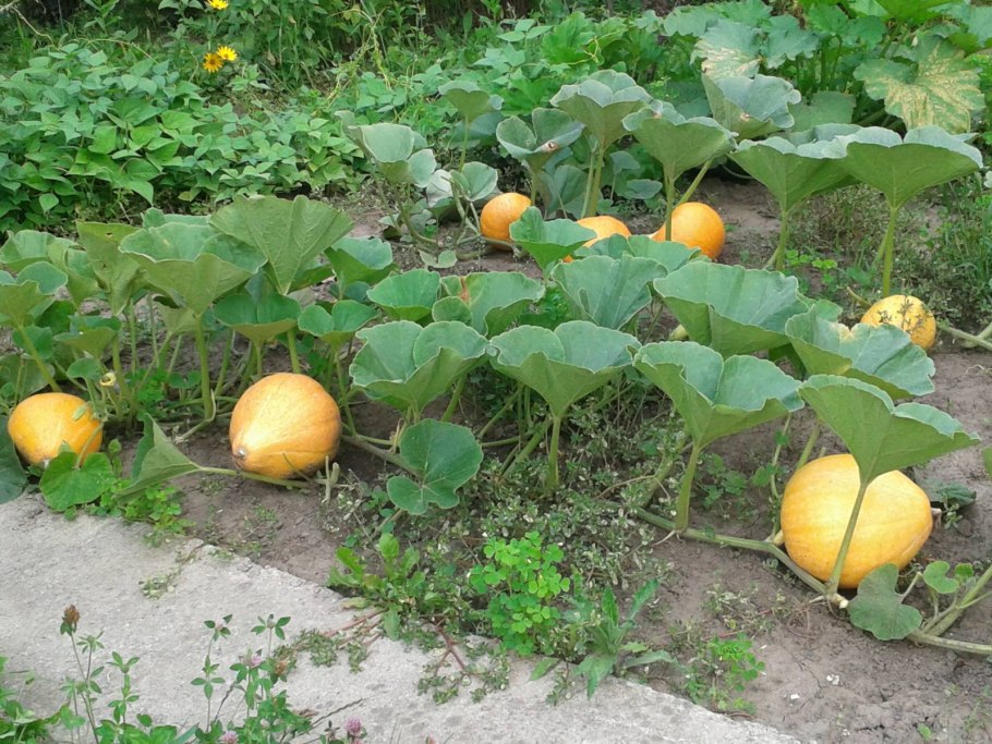 Тыква Кукурбита Пепо (из Северной Америки)
