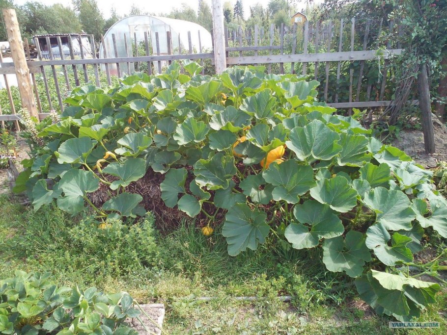 Кабачки на компостной куче