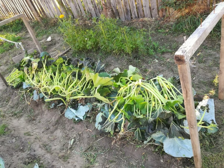 Патиссоны на грядке
