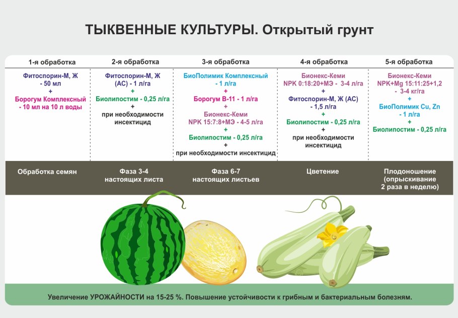 Схема посева тыквы в открытый грунт