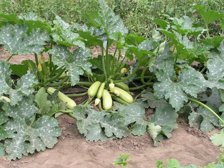Кабачки Грибовские куст