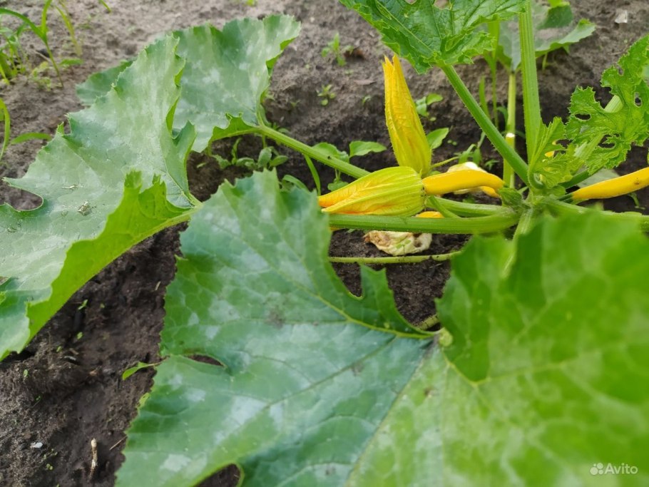 Тыква (Cucurbita Pepo)