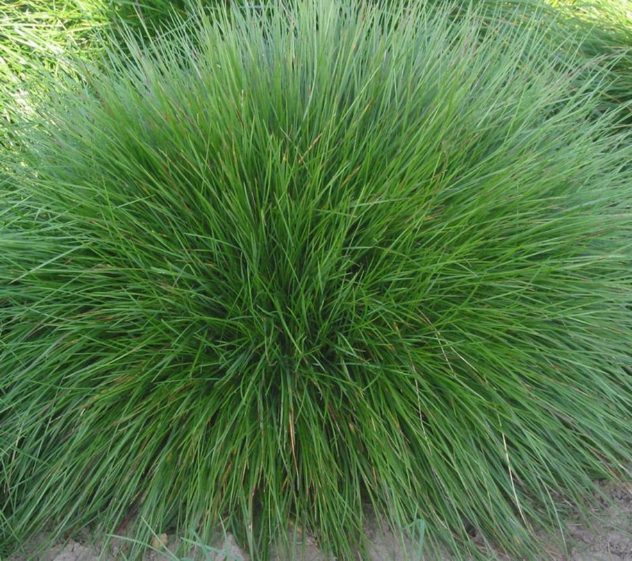 Осока Просяная "Pamira" (Carex panicea)