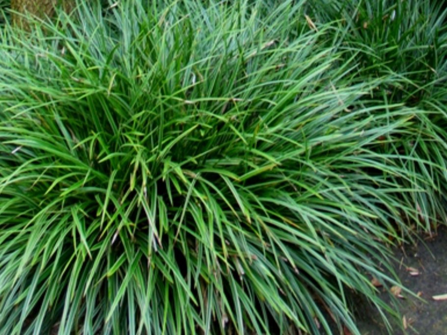 Осока Irish Green