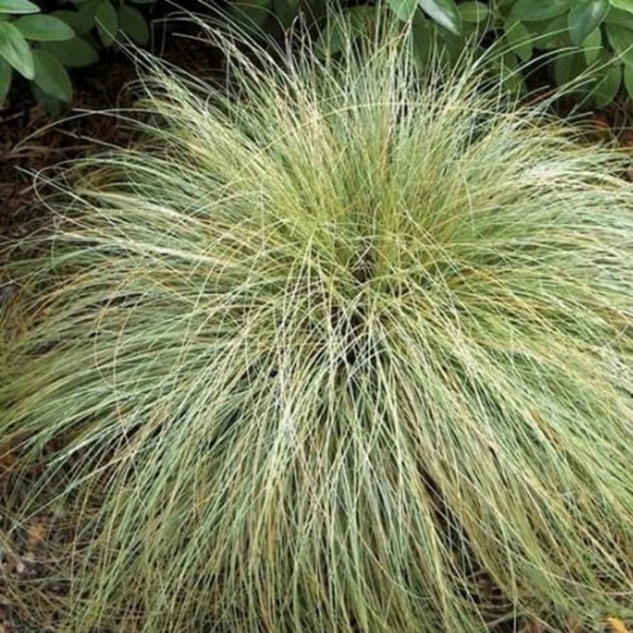 Осока гладконосая