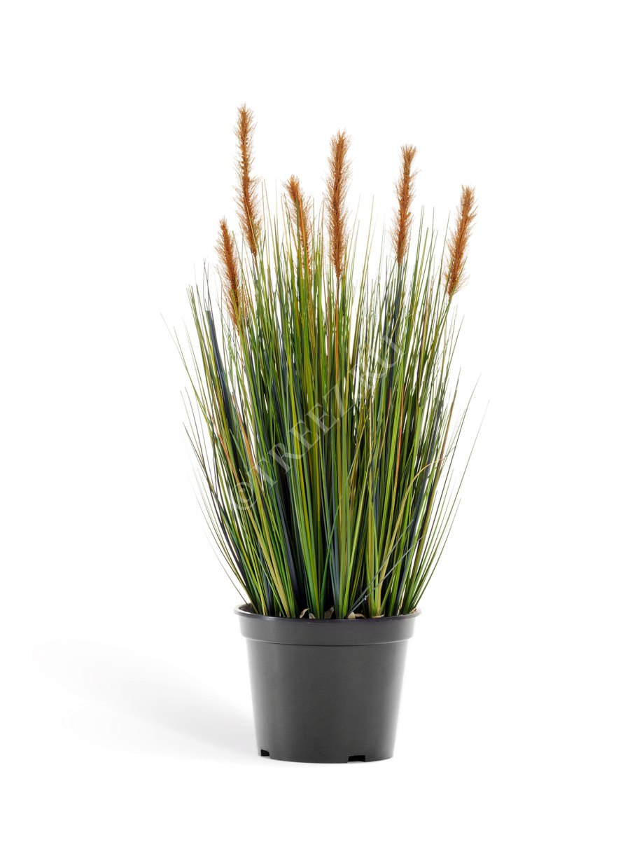 Растения на белом фоне