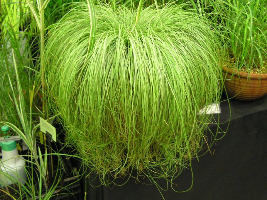 Канареечник Канарский