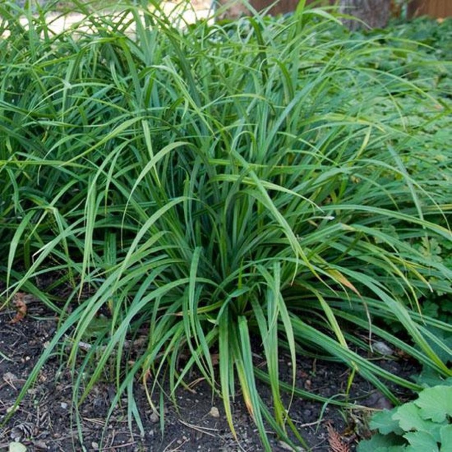 Carex oshimensis Evergold